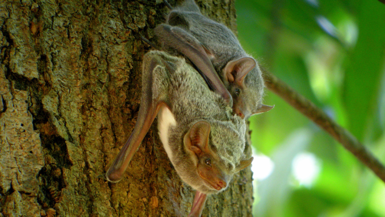 Préserver la santé des forêts pour préserver la santé de l’Homme
