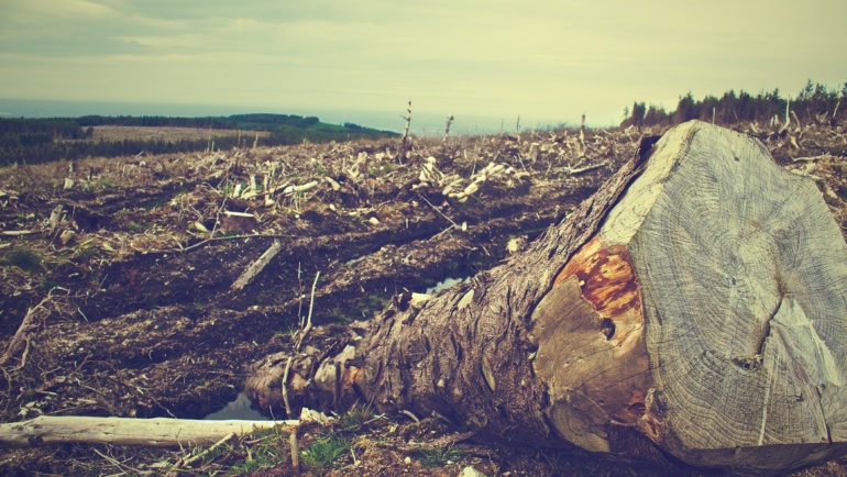 Comprendre la déforestation (en 4 minutes)