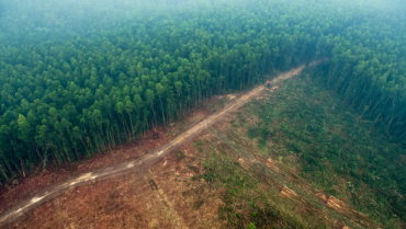 Décideurs, Zéro Empreinte Forêt c’est maintenant !