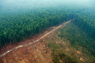Décideurs, Zéro Empreinte Forêt c’est maintenant !