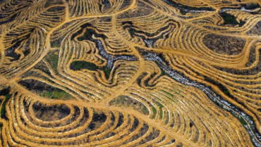 Comprendre l’huile de palme et la déforestation (en 4 minutes)