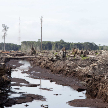 Total : Non à l’huile de palme dans le biocarburant