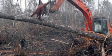 FERRERO : Stop à l’huile de palme