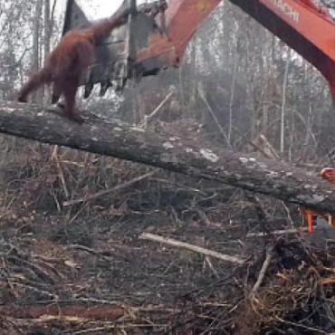 FERRERO : Stop à l’huile de palme