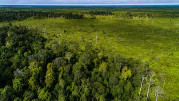 Indonésie : la déforestation financée par les banques