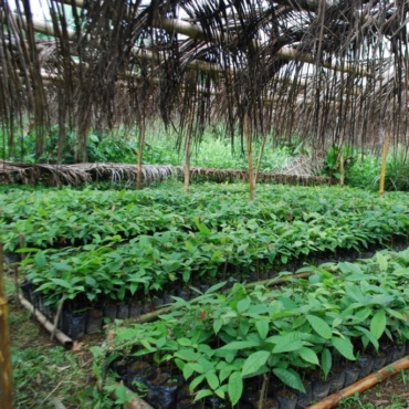 🇲🇬 Madagascar – Projet de reforestation des abords du Parc National de Masoala