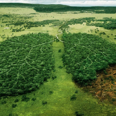 Oreo : un mauvais goût de déforestation