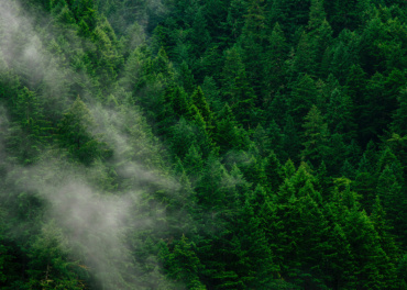 Célébrons la Journée internationale des forêts !