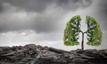 Planter des arbres pour sauver le climat ?
