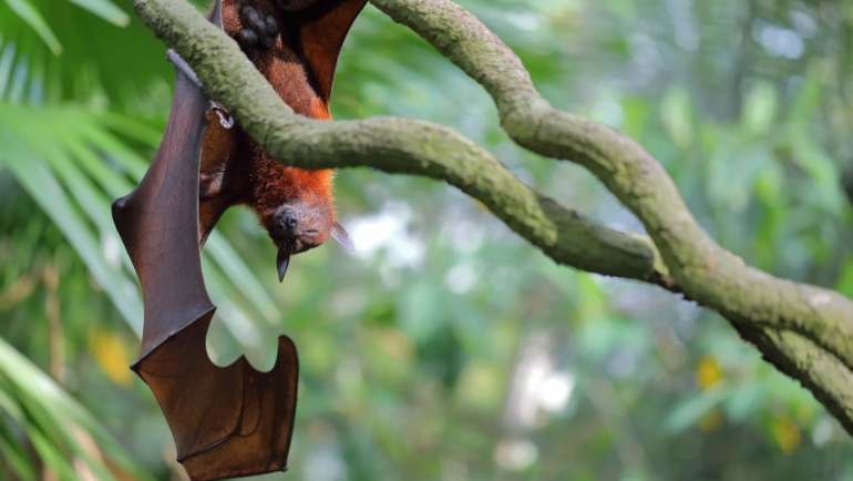 La déforestation favorise l’émergence de nouvelles épidémies