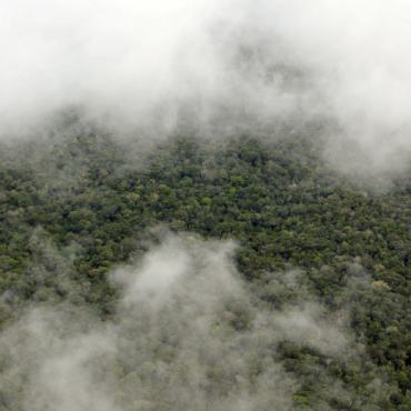 Les mécanismes de certification carbone permettent-ils de préserver les forêts tropicales ?