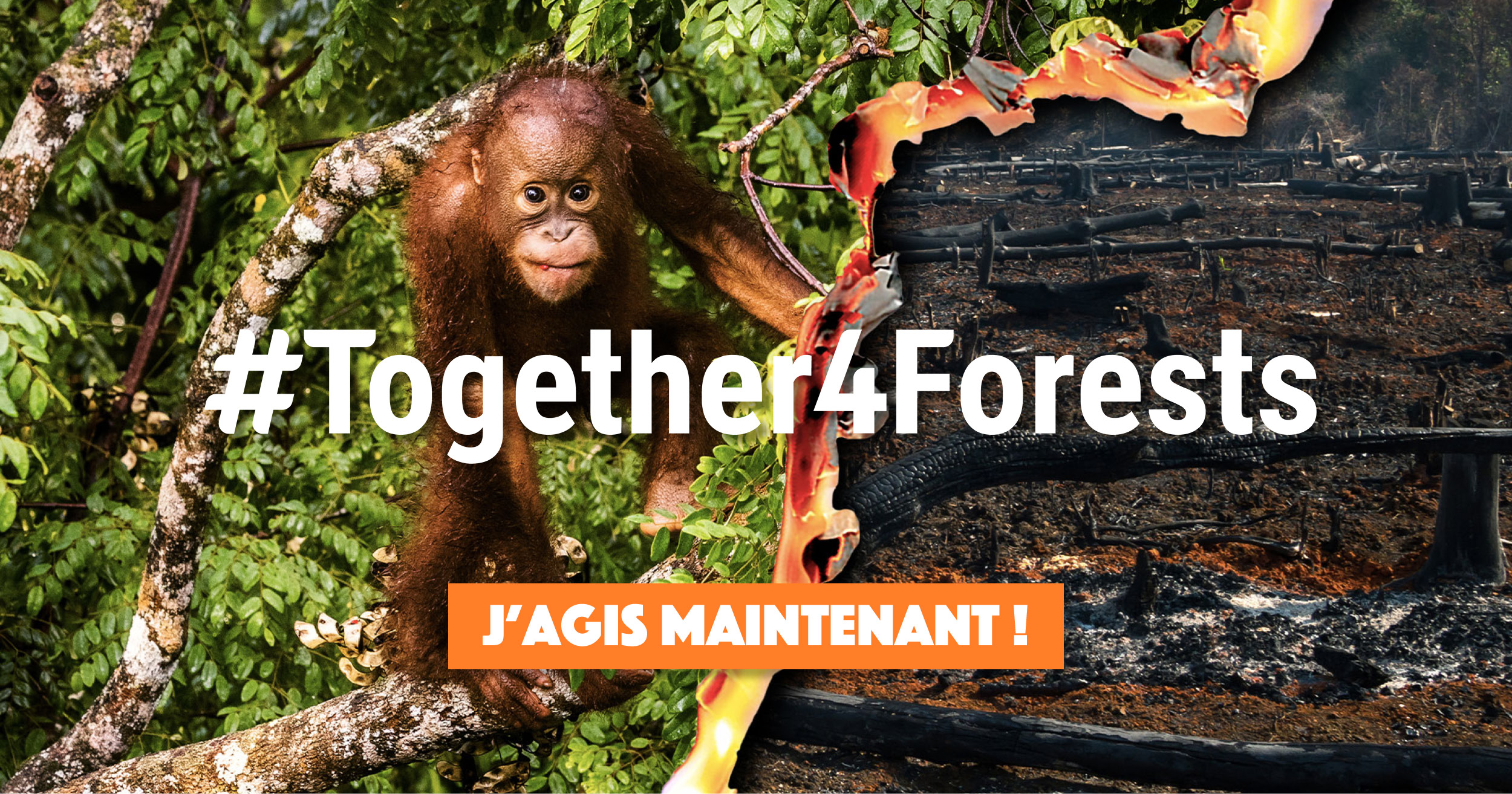 banner_web_all4trees_together4forest #together4forest