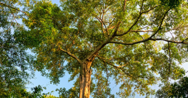 Découvrez le rapport d’activité 2020 de la communauté all4trees