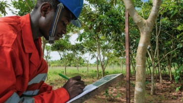 Un manque de transparence flagrant des impacts des projets de « plantation d’arbres »