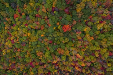 En 2022, agissons collectivement en faveur de la préservation et de la restauration des forêts !