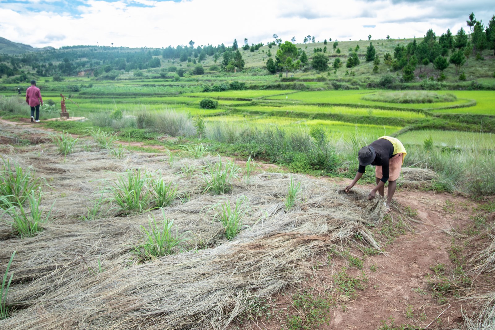 Photo d'une paysanne à Madagascar qui étale du paillage sur un champs de Citronelle