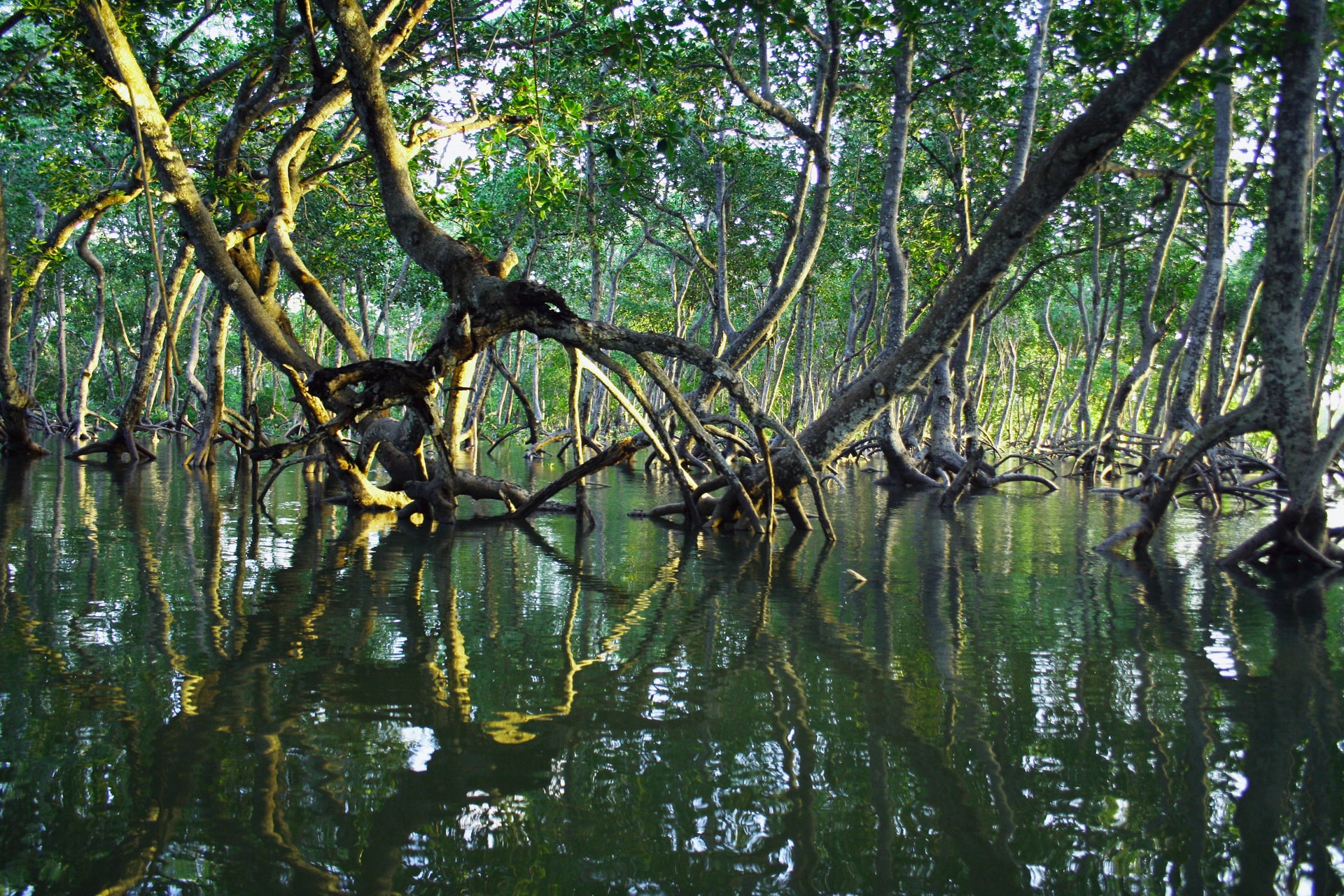 mangrove