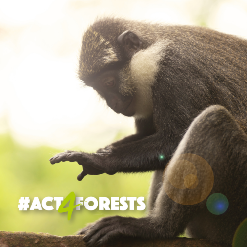 act4forests