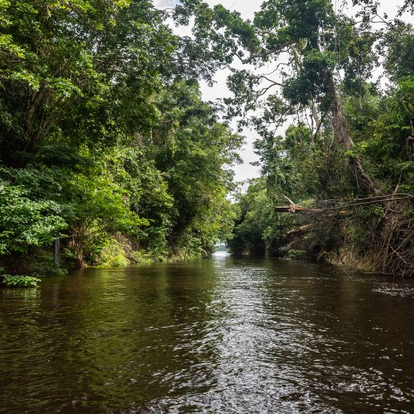 rapport d'activité 2021 all4trees