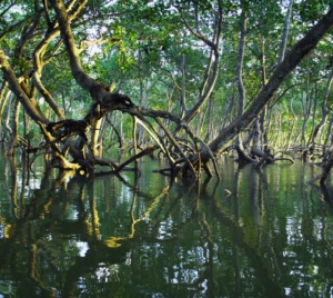 mangrove