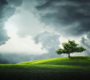 compensation carbone reforestation